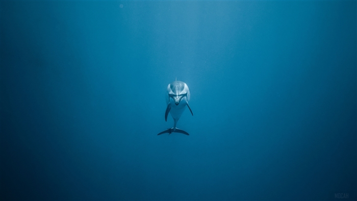 Dolphin swimming in blue ocean 4K