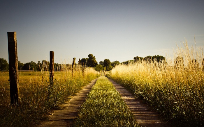 Dirt road through a grassy field with wooden posts