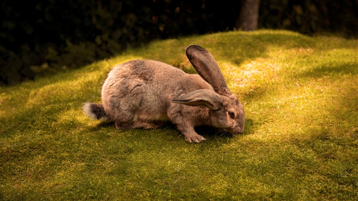 Rabbit on a grassy hill in 4K