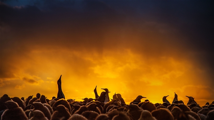 Penguin colony at sunset 4K