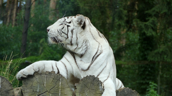 White Bengal Tiger in Forest 4K