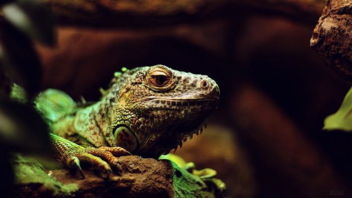 Close-up of an iguana's head and forelimbs