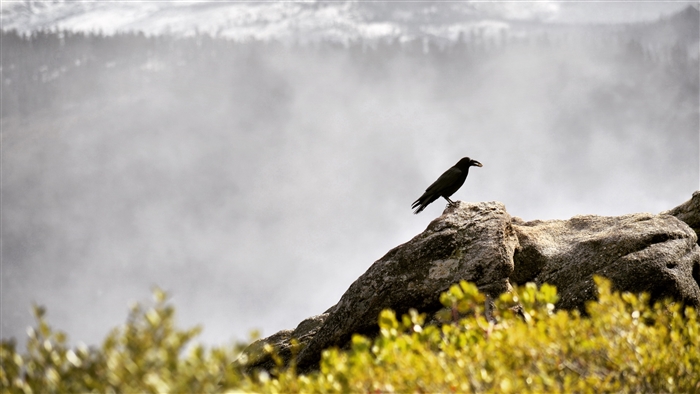 Raven perched on a rock with misty mountains in the background