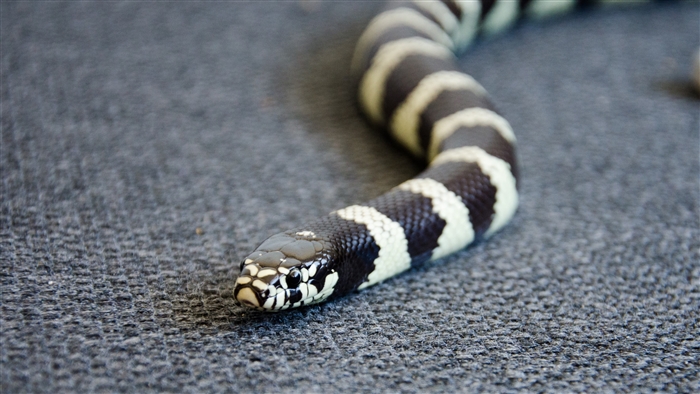 Black and white banded snake on a gray surface