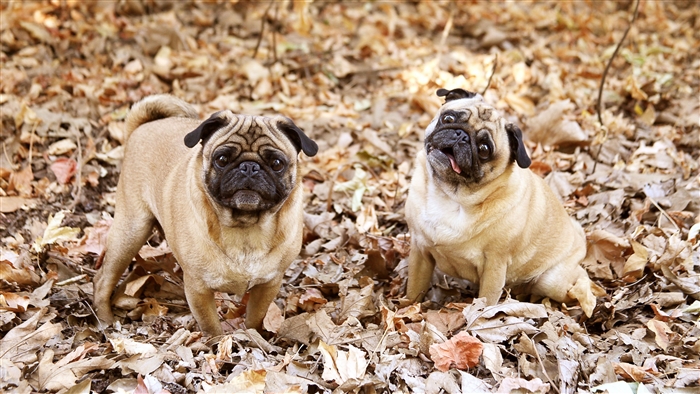 Two Adorable Pugs in Autumn Leaves 4K