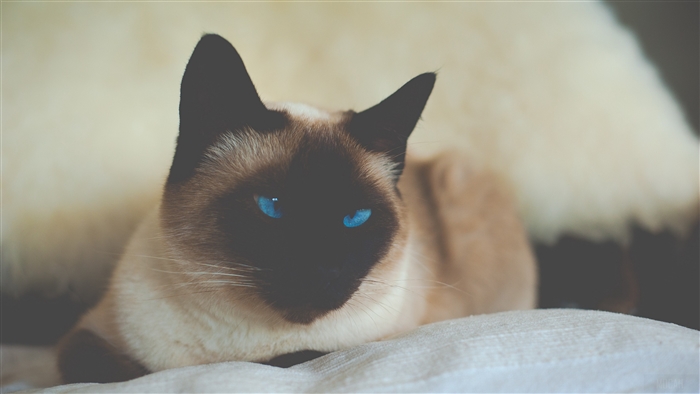 Siamese cat with blue eyes 4K