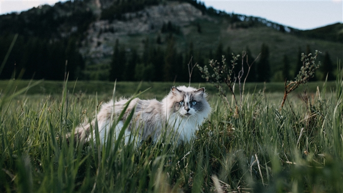 Fluffy cat with blue eyes in tall grass