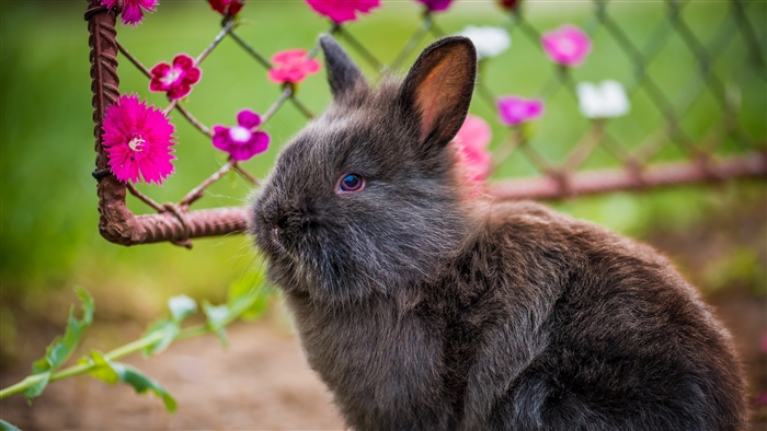 Fluffy rabbit near pink flowers 4K