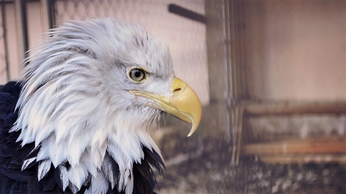 Bald Eagle Bird Predator Beak 4K