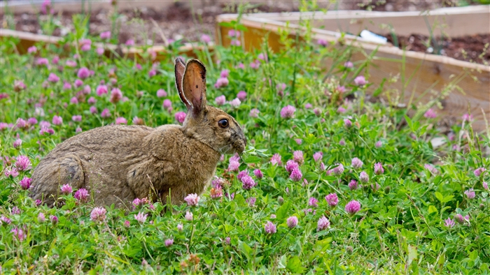 Rabbit eating clover in a field 4K