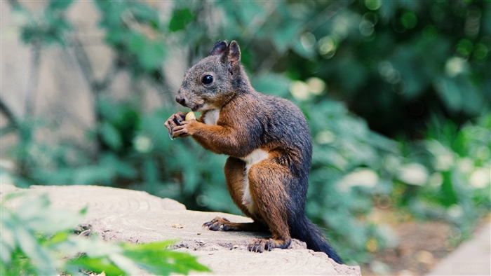 Squirrel eating nut on a log 4K