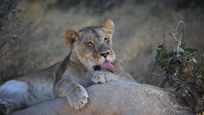 Lioness licking her paw on a sandy mound