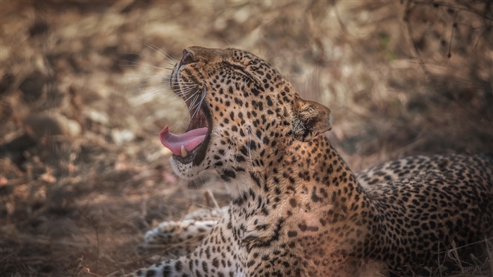 Leopard yawning in dry grass