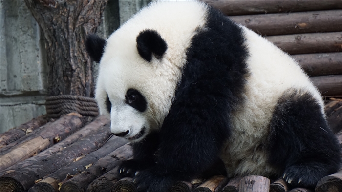 Giant Panda sits on wooden platform 4K
