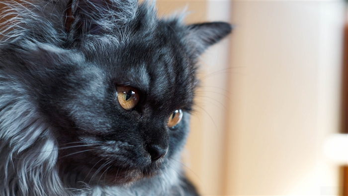 Fluffy black cat with amber eyes
