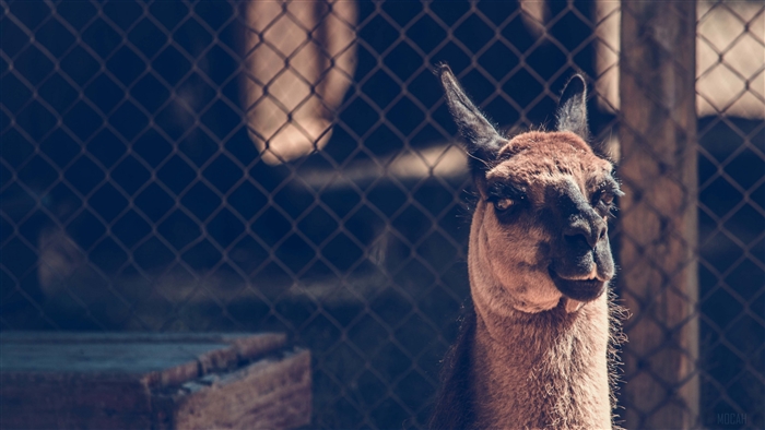 Llama in a pen with a fence