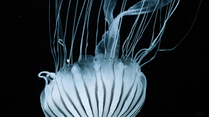 Striped Jellyfish with Tentacles Underwater 4K