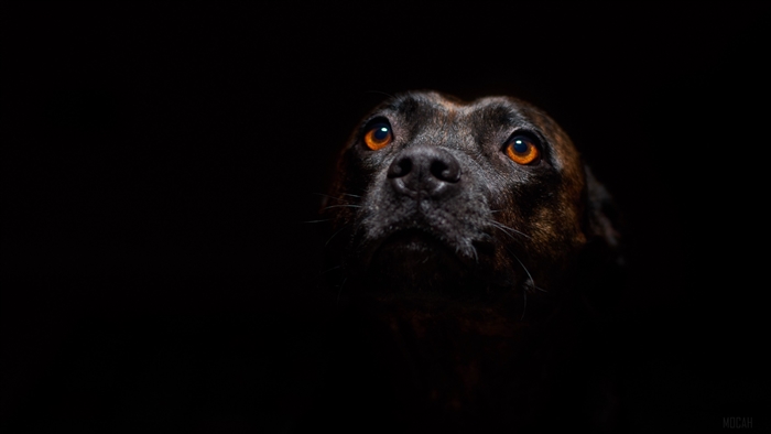 Dog looking up in the dark 4K