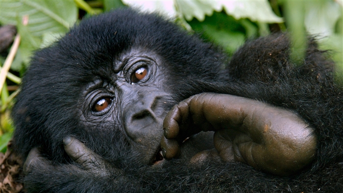 Young gorilla with black fur