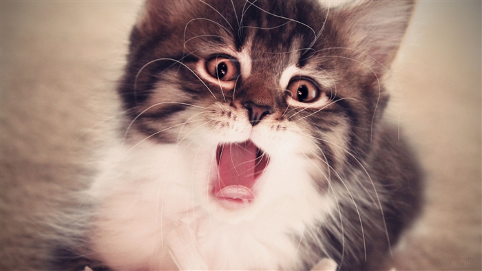 Fluffy kitten with mouth open