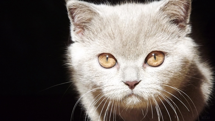 Close-up of a kitten's face with amber eyes