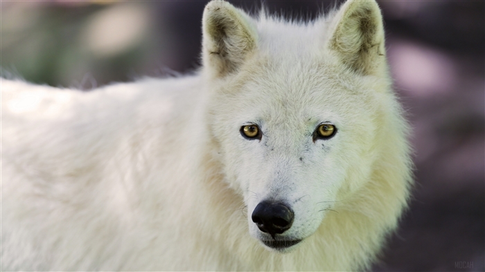 Close-up of an Arctic Wolf's face