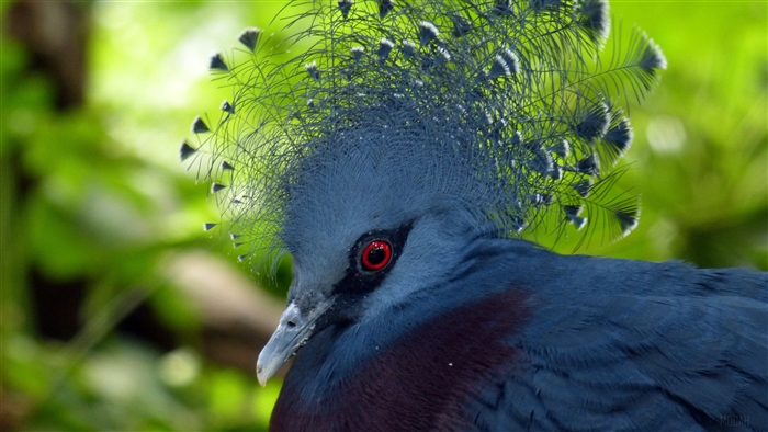 Victoria Crowned Pigeon with Red Eye and Feathers 4K