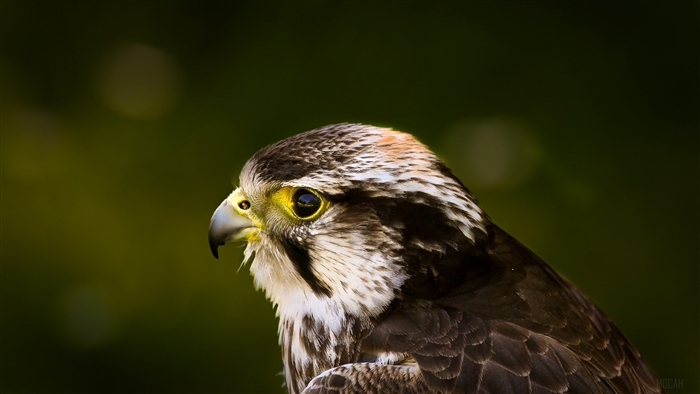 Close-up of a falcon's head with yellow eyes