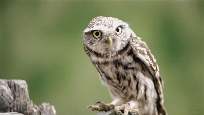 Little owl perched on a wooden post