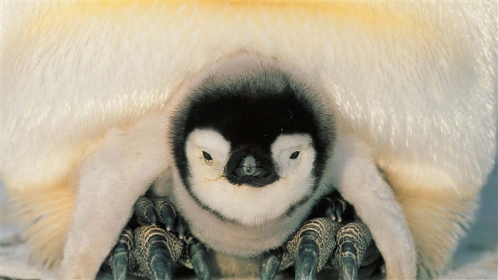 Emperor Penguin Chick Hiding Under Parent
