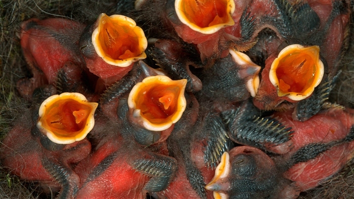 Baby chicks in a nest with open mouths