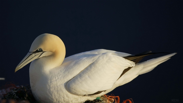 Northern Gannet bird on a nest