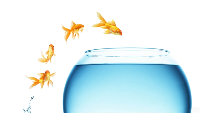 Goldfish jumping out of a fishbowl