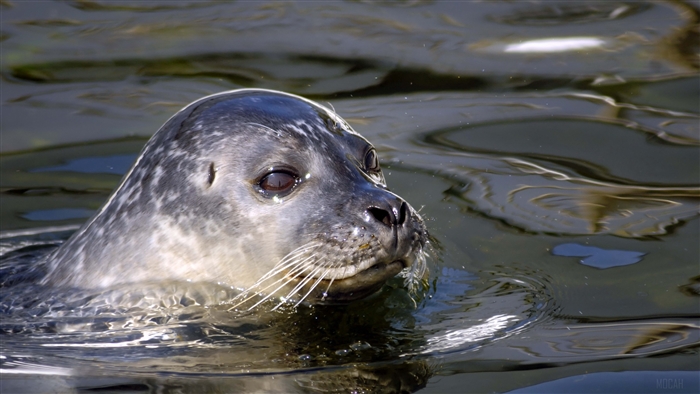 Seal swimming in water 4K