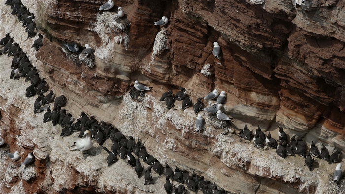 Seagulls and guillemots on a rocky cliff face 4K