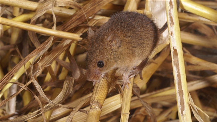 Mouse in dry grass 4K