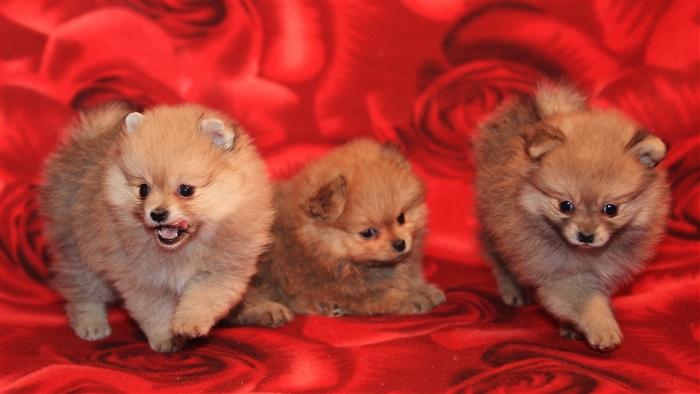 Three playful Pomeranian puppies on red background 4K