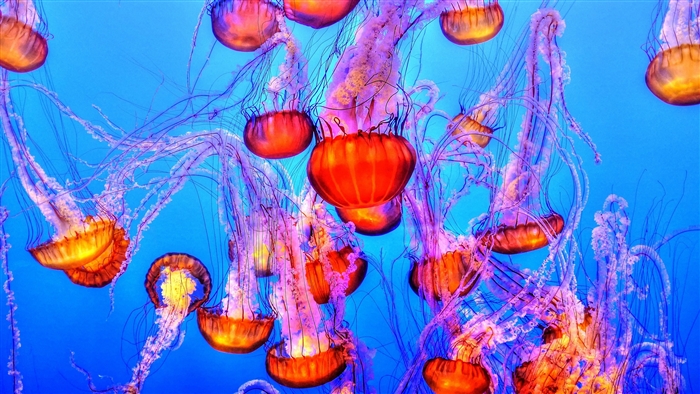Jellyfish swimming underwater in blue water 4K