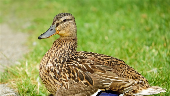 Mallard duck with brown feathers on grass 4K