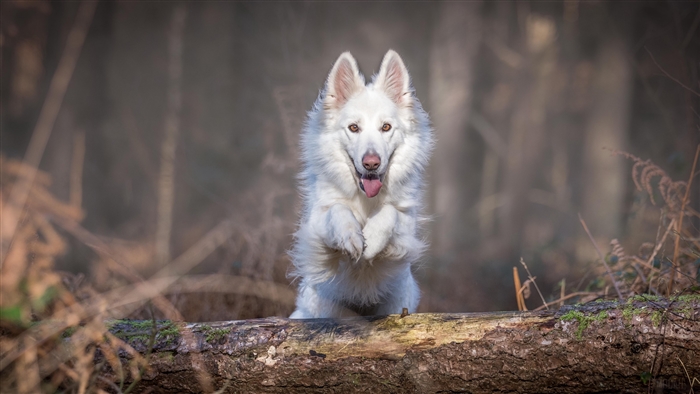 White dog jumping over a log in a forest 4K