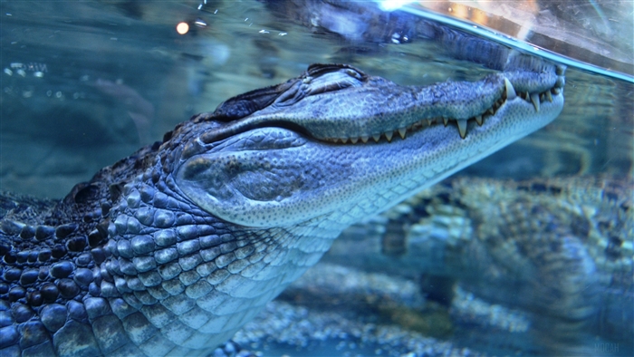 Crocodile underwater with sharp teeth 4K