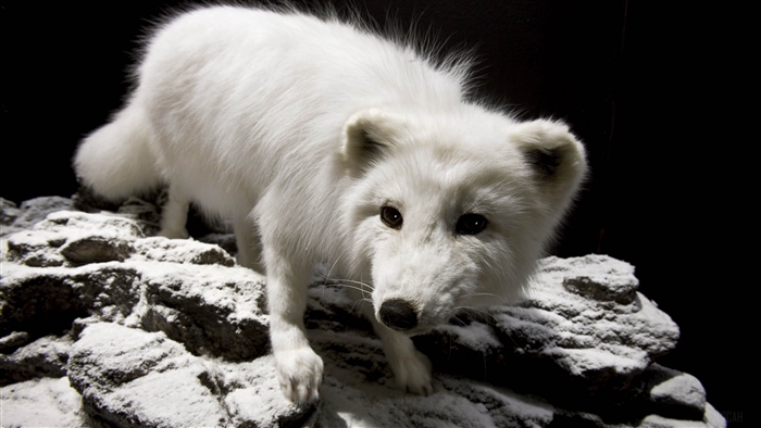 Arctic fox on snowy rocks
