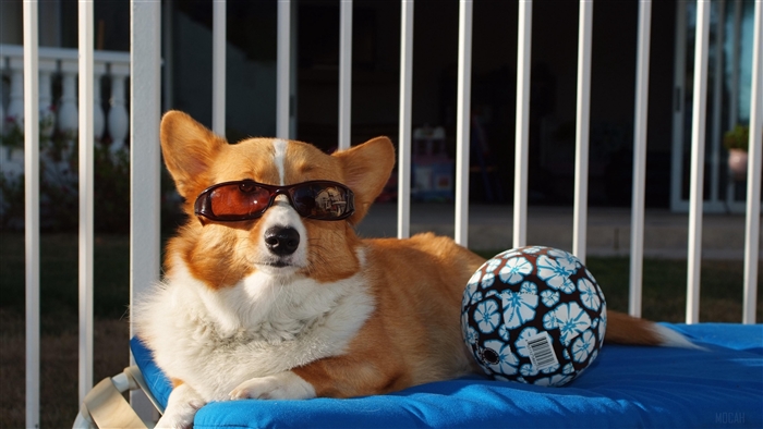 Corgi wearing sunglasses with a ball