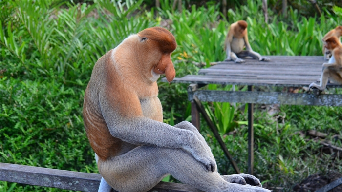 Proboscis monkey sitting on a wooden structure 4K
