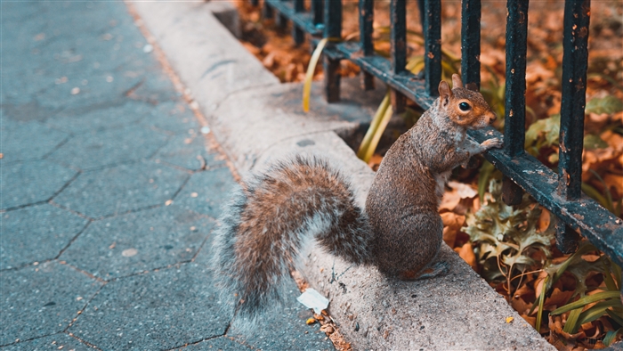 Squirrel on a fence 4K
