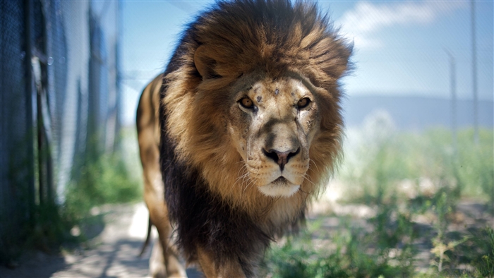 Lion with mane in enclosure 4K