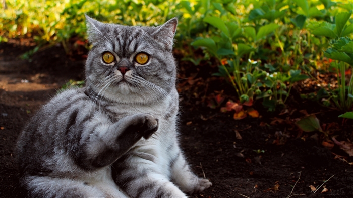 Scottish Fold cat sitting in garden
