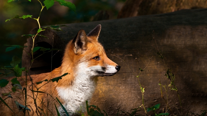 Fox watching from behind timber in forest 4K