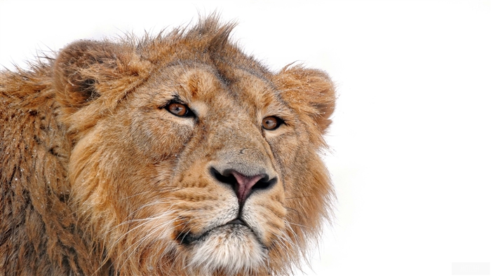 Lion's face with snow