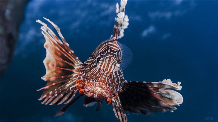 Striped Lionfish in Blue Water 4K
